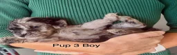 Cockapoo dogs for sale: Cockapoo puppies  - Advert 3