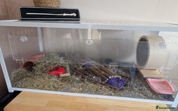 Hamster rodents for sale: Princess Strawb: The Hamster - Image 1