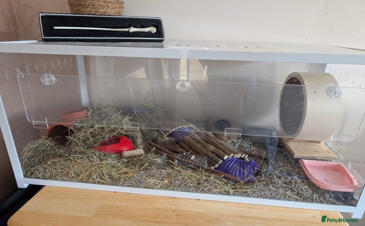 Hamster rodents - Advert 1