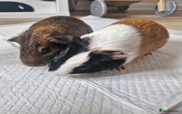 Guinea Pig rodents for sale:  2 Playful Male Guinea Pigs (4 Months)  - Image 6