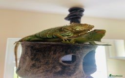 Iguana reptiles for sale: Tank the tame Blue Iguana  - Image 15