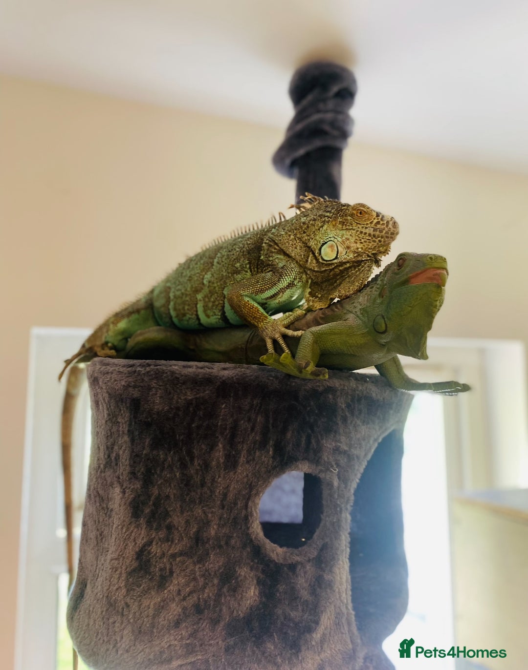 Iguana reptiles for sale: Tank the tame Blue Iguana  - Image 15