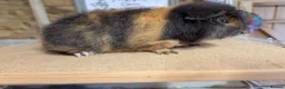 Guinea Pig rodents for sale: Swiss Guinea Pigs - Advert 3