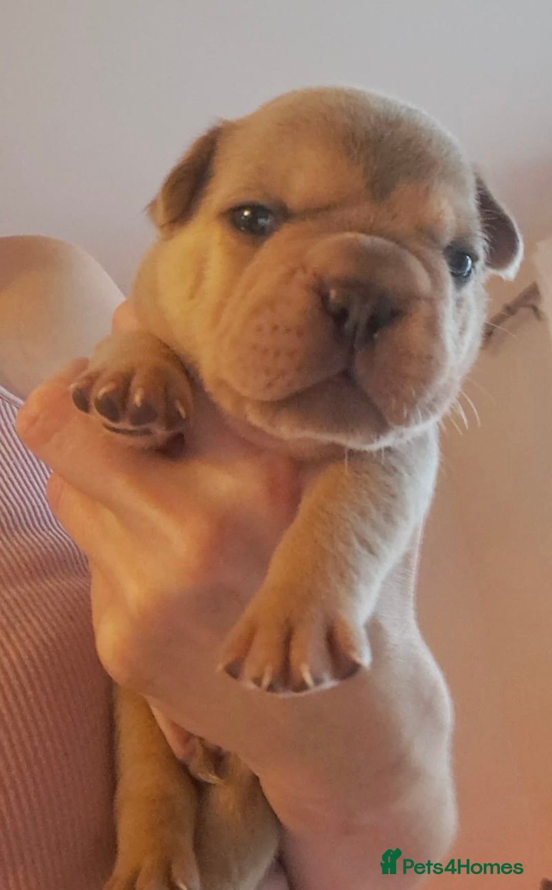 French Bulldog dogs for sale: Chunky french bulldog - Image 7