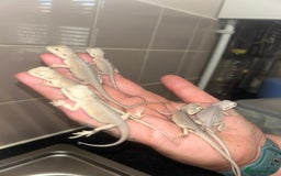 Bearded Dragon reptiles for sale: Bearded dragons  babies  - Image 11