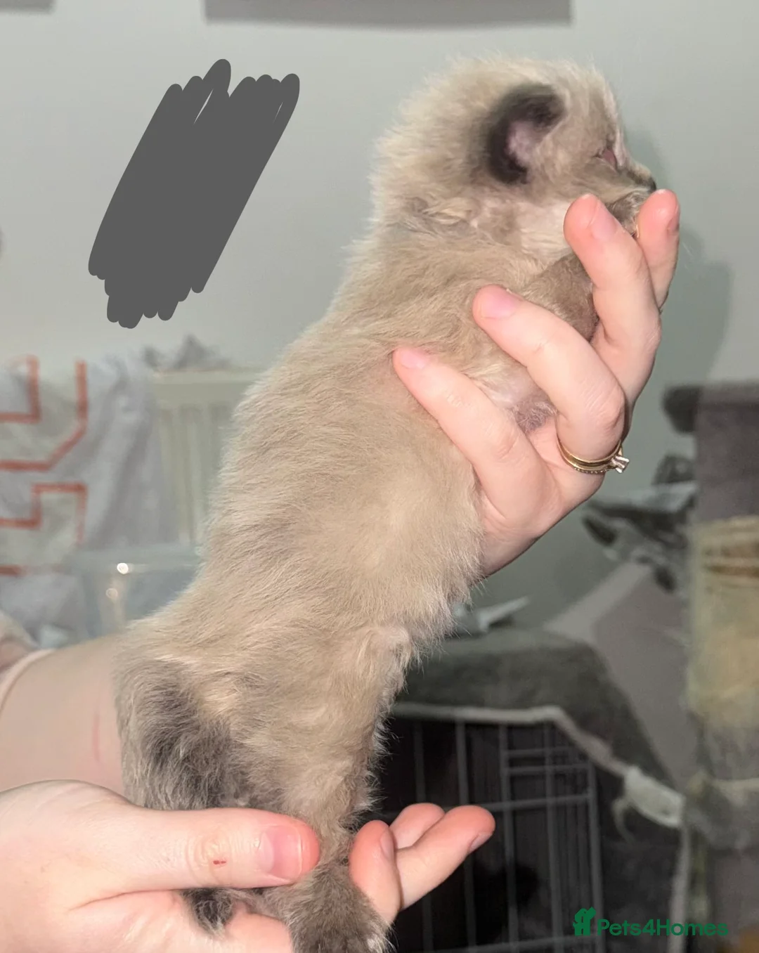 Ragdoll cats for sale: Ragdoll kittens - Advert 23