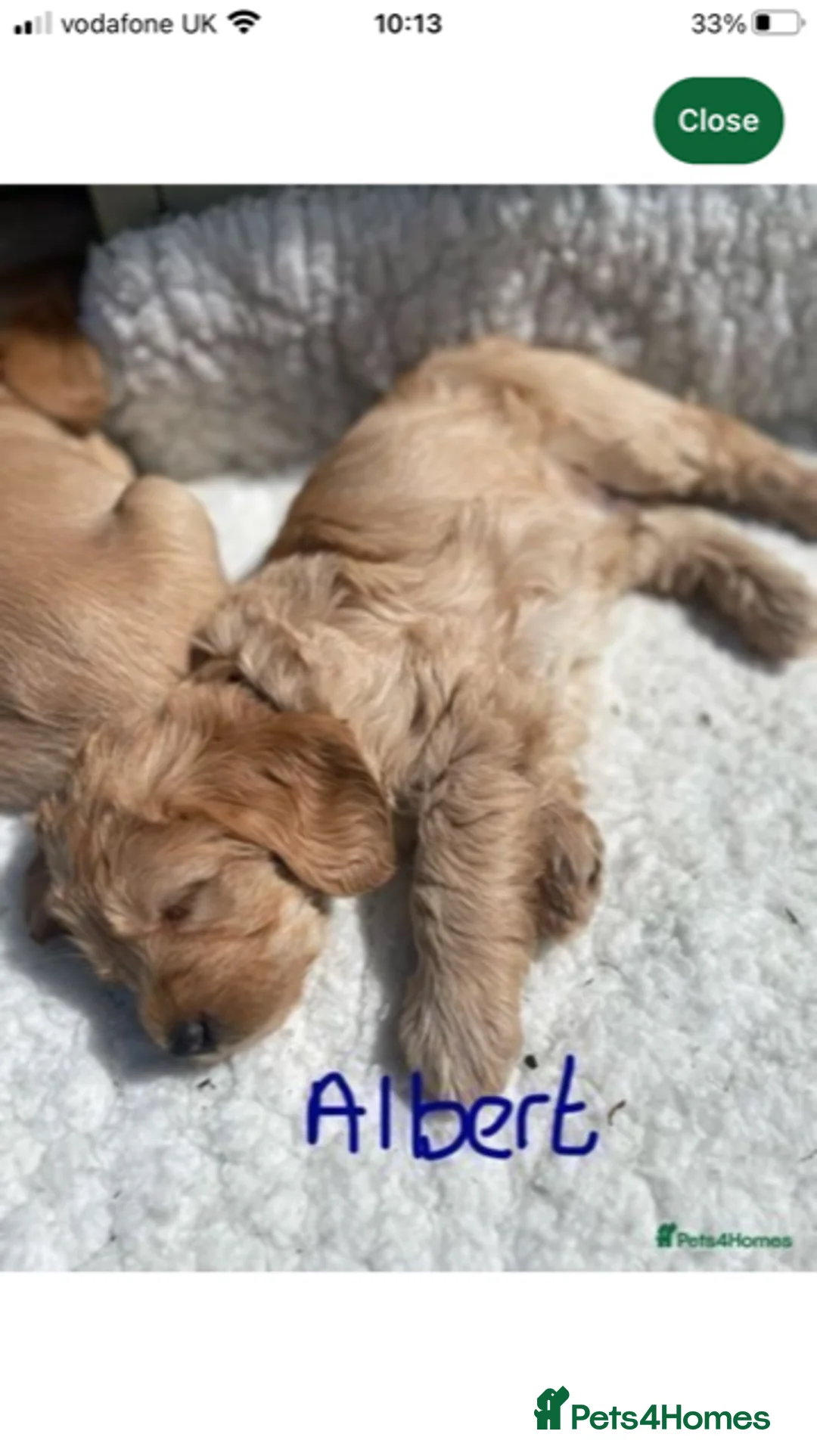 Labradoodle dogs for stud: Multigen/F3b Labradoodle Stud in Calne - Advert 28