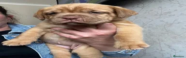 Dogue De Bordeaux 4