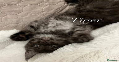 Maine Coon cats - Advert 5