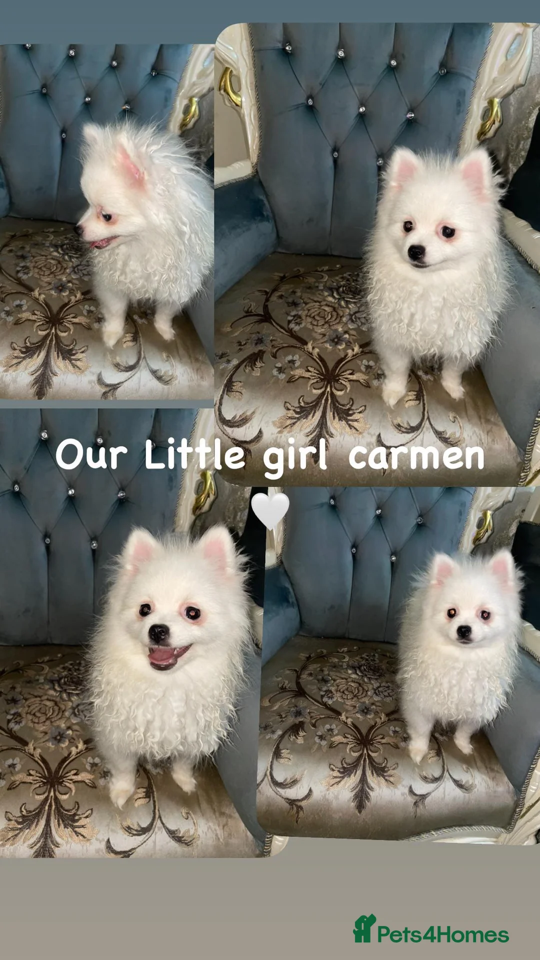 Pomeranian dogs for sale: Beautiful Pomeranian puppies  - Advert 2