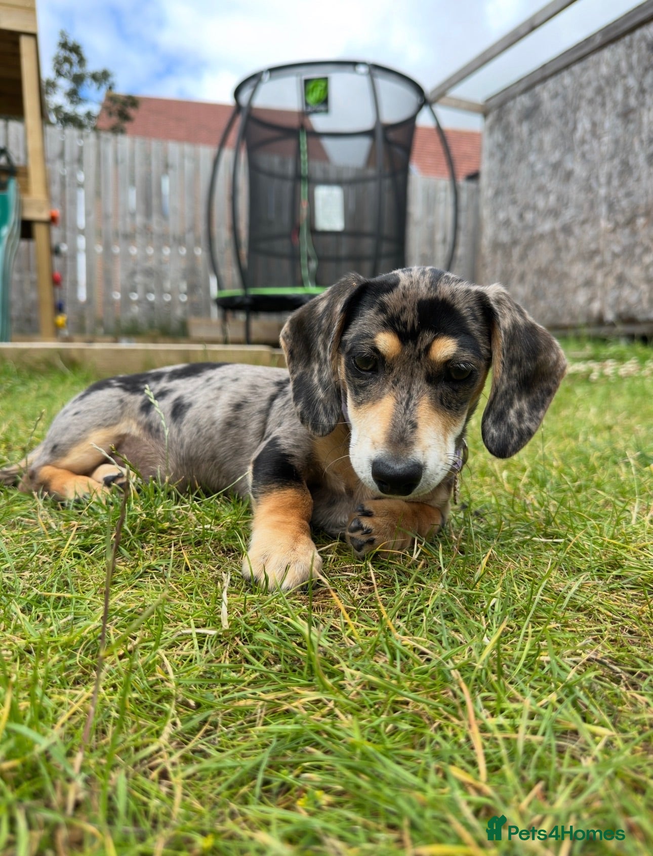 Miniature Dachshund dogs Gorgeous girl looking for a new home  - Advert 4