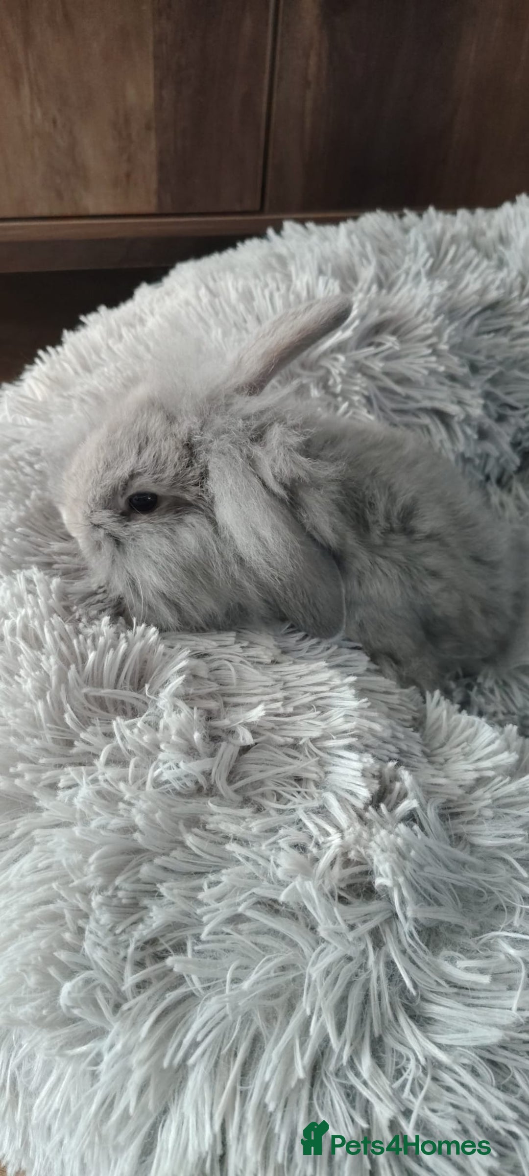 Mini Lop rabbits for sale: Beautiful Mini Lop Babies - 6 to choose from  - Image 17