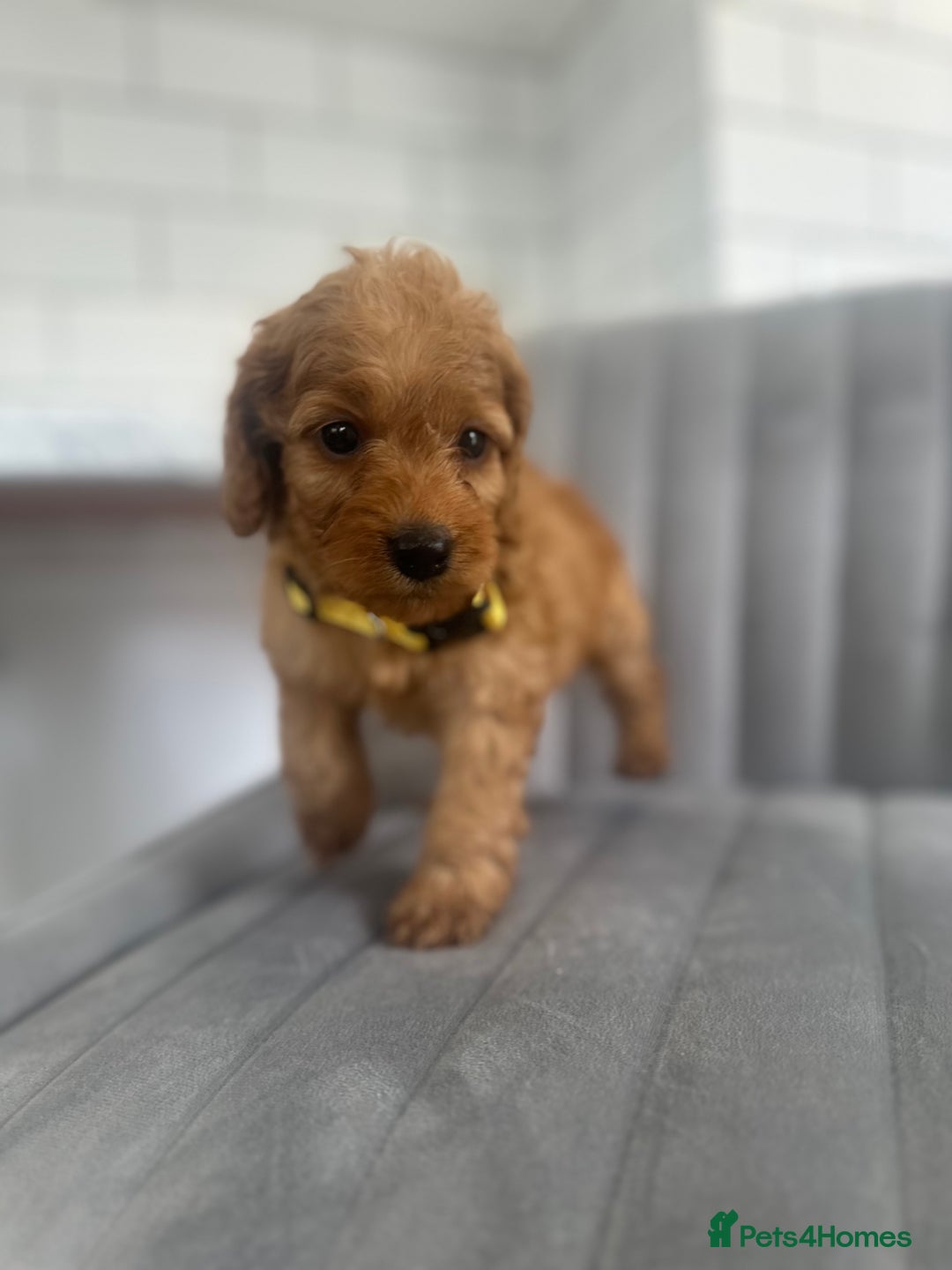 Cockapoo dogs for sale: OUTSTANDING Red Cockapoo Puppies  - Image 12
