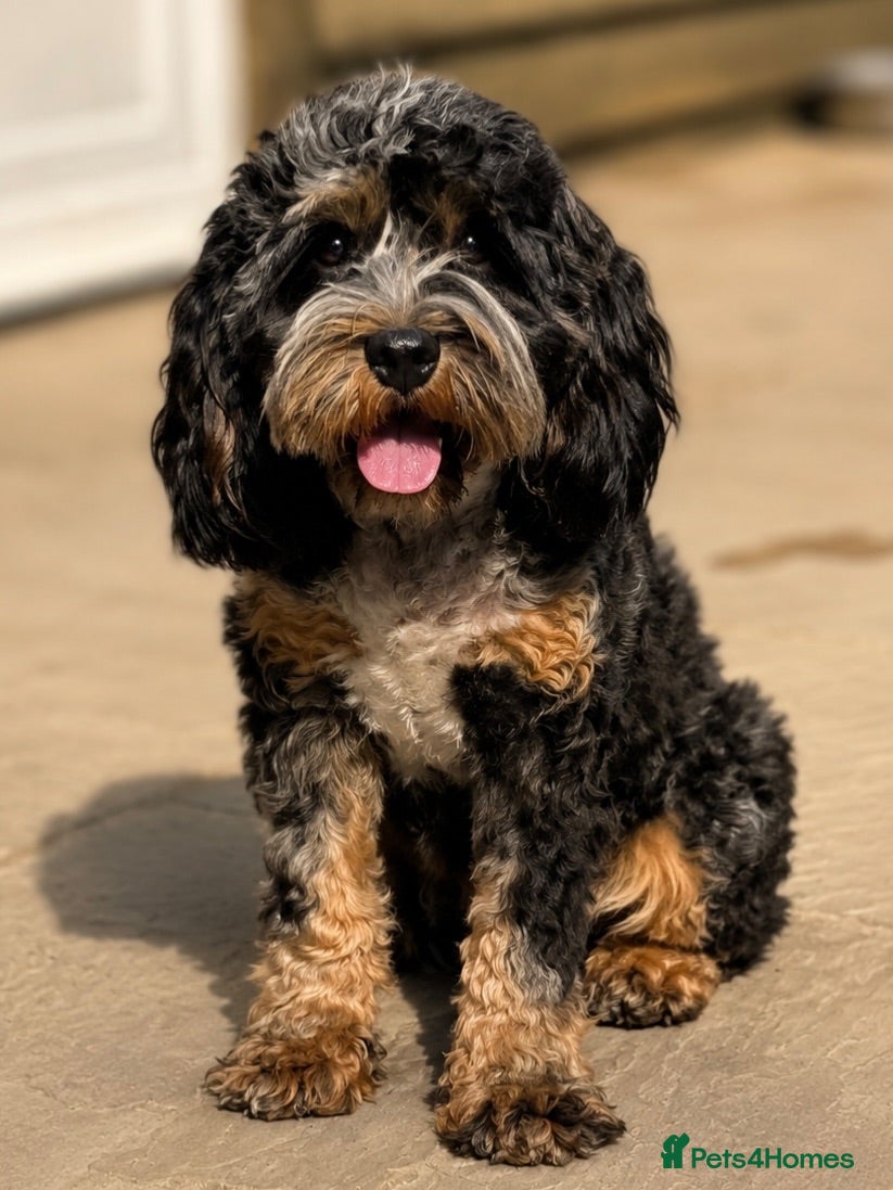 Cavapoo dogs Space Boy - Professional Stud Service - Advert 3