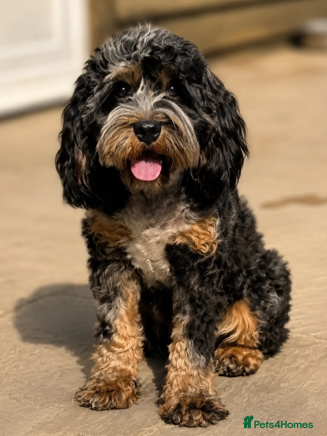 Cavapoo dogs for stud: Space Boy - Professional Stud Service - Advert 1