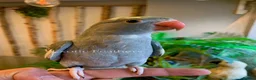 Ringnecks birds for sale: Hand Reared Baby Indian Ringneck Parrots For Sale - Advert 5