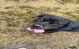 Rottweiler dogs for sale: Female Rottweiler  - Image 4