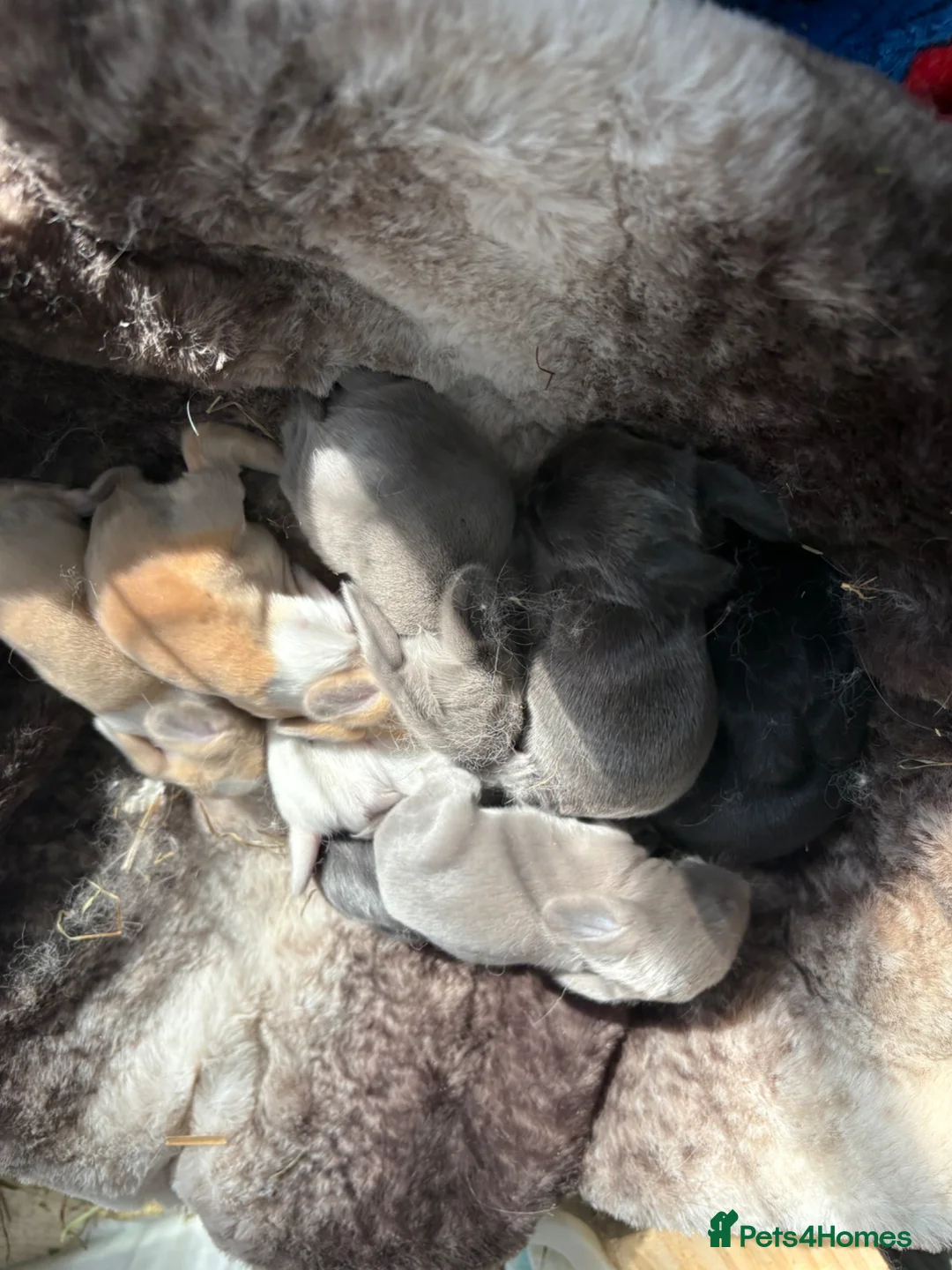 Mini Lop rabbits for sale: Baby bunnies looking for their new home 🐰❤️ - Advert 17