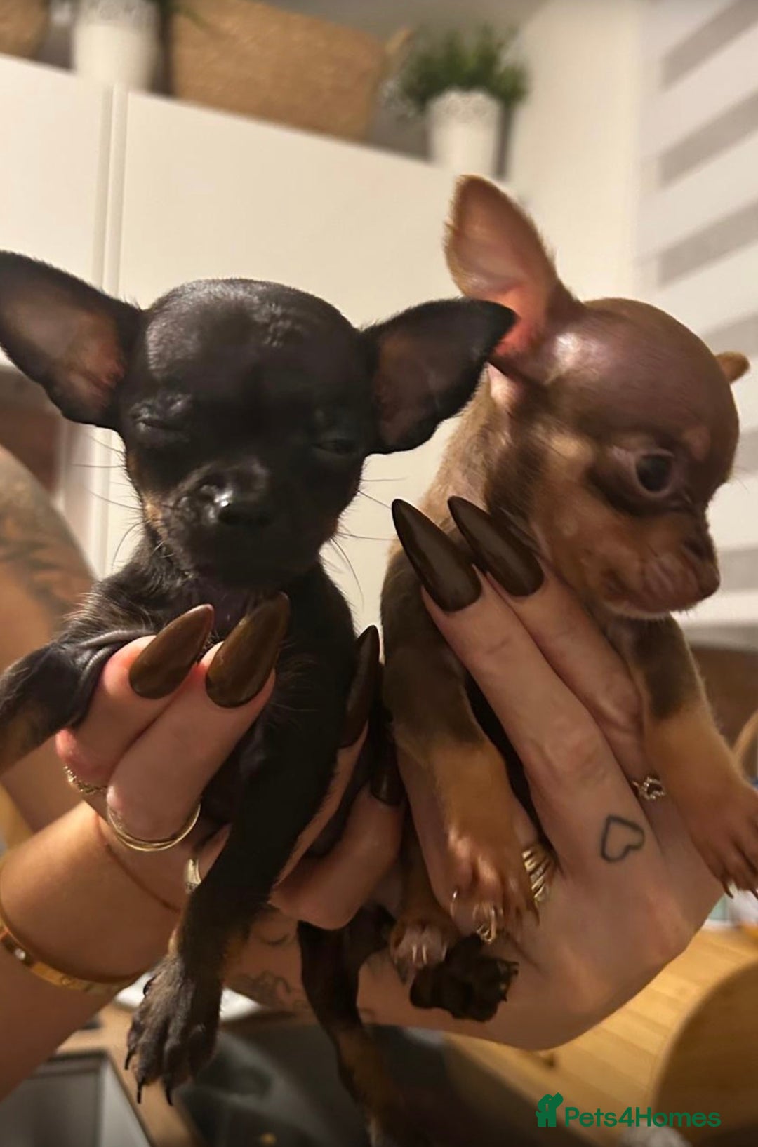 Chihuahua dogs for sale: ❣️❣️❣️Adorable Ci looking for forever home ❣️❣️ - Advert 3