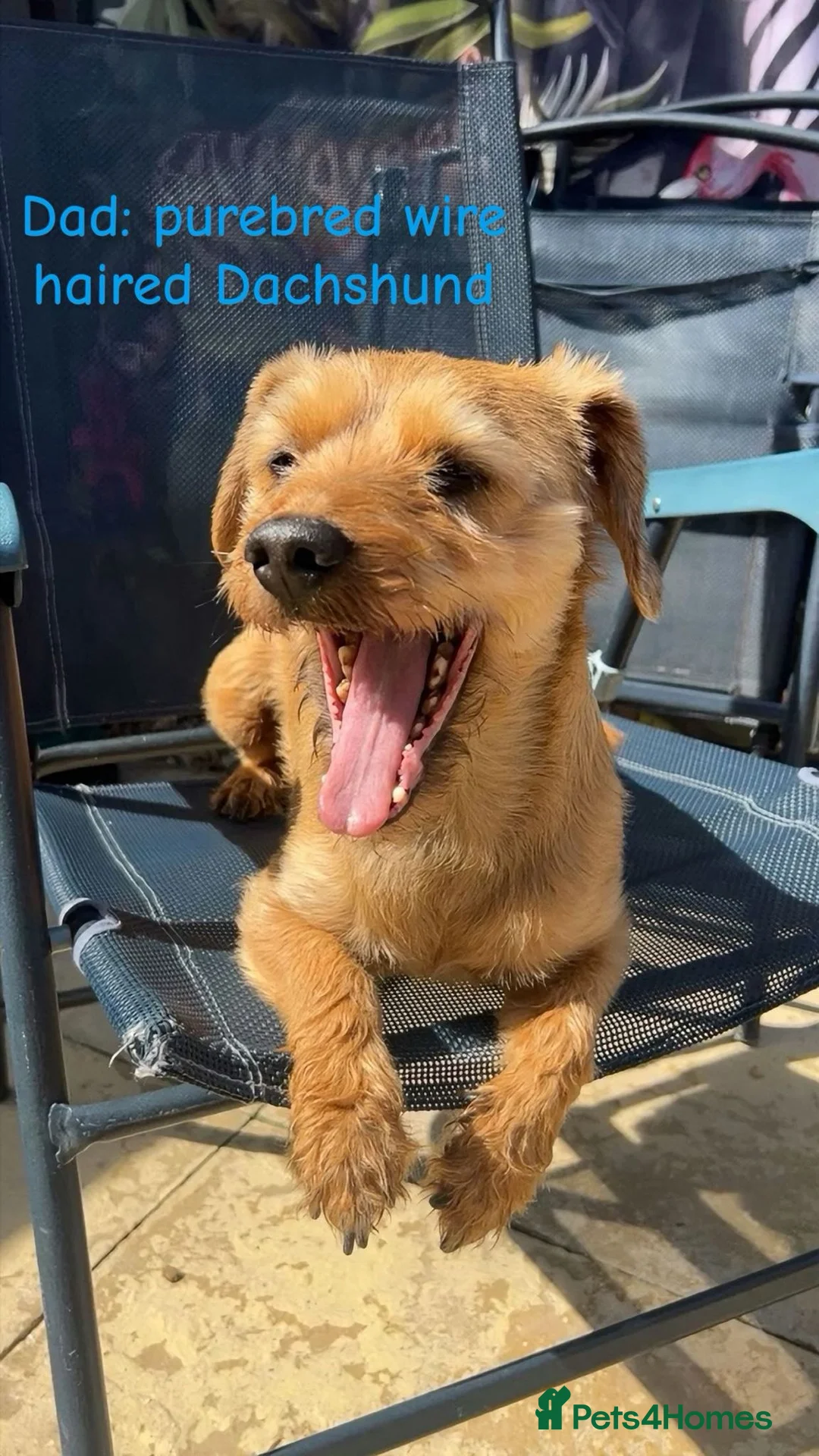 Dachshund dogs for sale: Dacshaunds puppies  - Advert 3