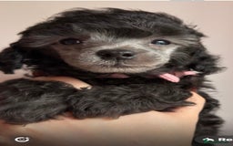 Toy Poodle dogs for sale: 2x silver 1x cream female pure bred toy poodles - Image 5