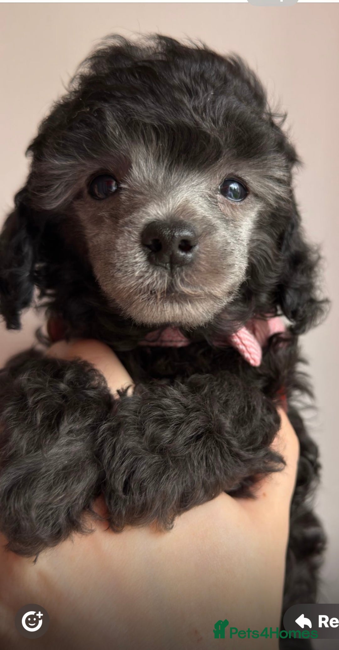 Toy Poodle dogs for sale: 2x silver 1x cream female pure bred toy poodles - Image 5