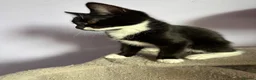 Ragdoll cats for sale: Beautiful Black & White Ragdoll Mix female Kitten - Advert 6