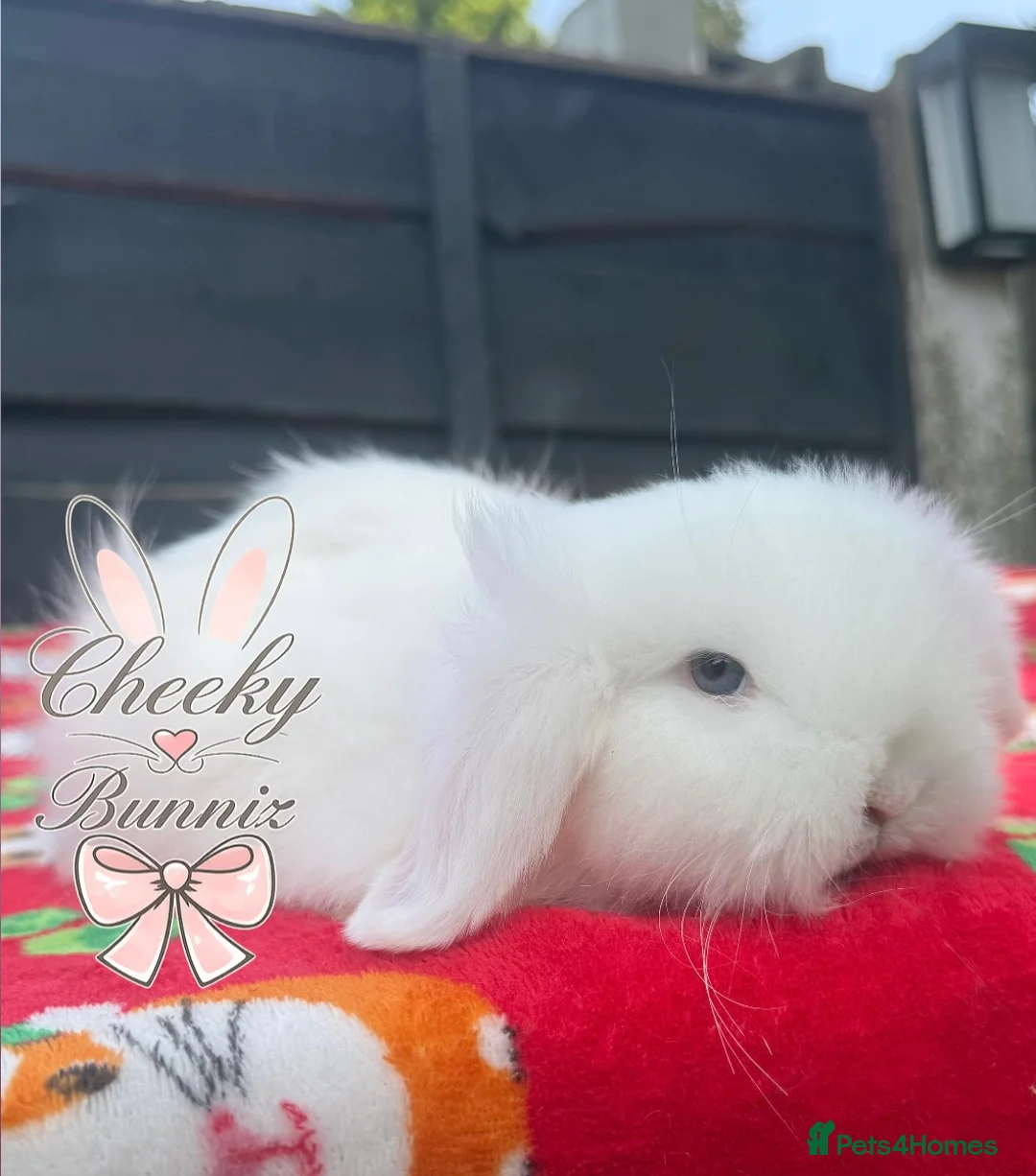 Mini Lion Lop rabbits for sale: Stunning TeddyWidder Babies - Advert 2