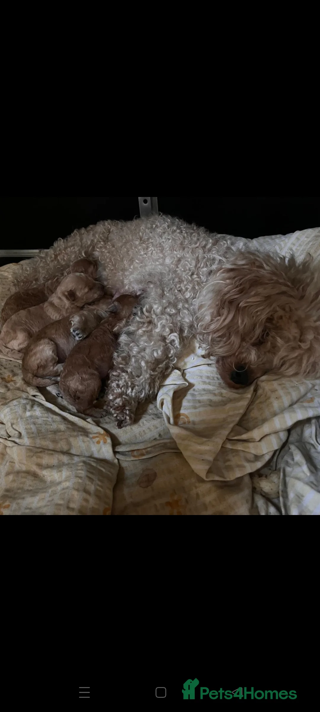 Miniature Poodle dogs for sale: 🐾 Adorable Toy Poodle Puppies for Sale! 🐾 - Advert 2