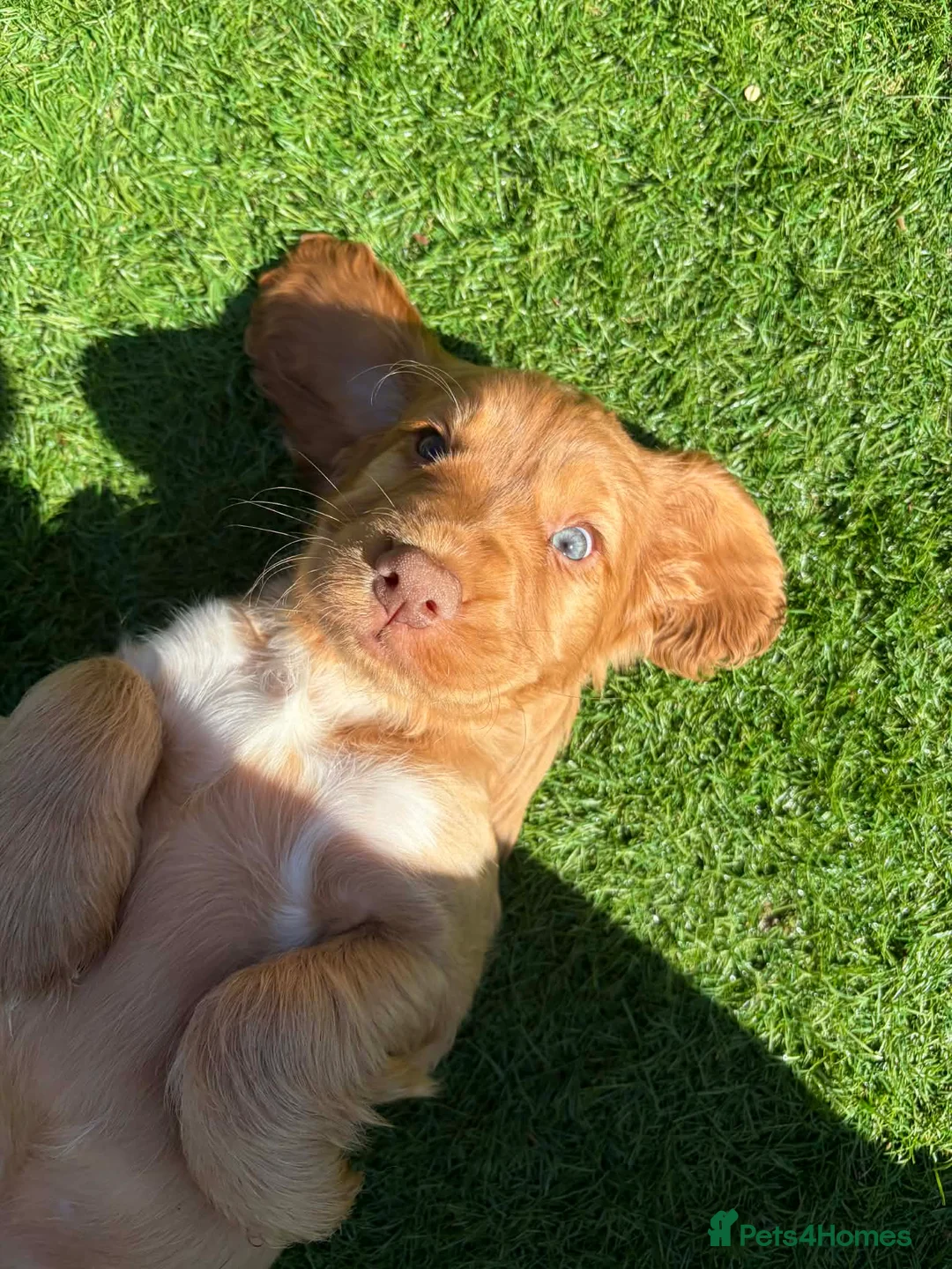 Cocker Spaniel dogs for sale: Last Boy remaining  in Rotherham - Advert 4