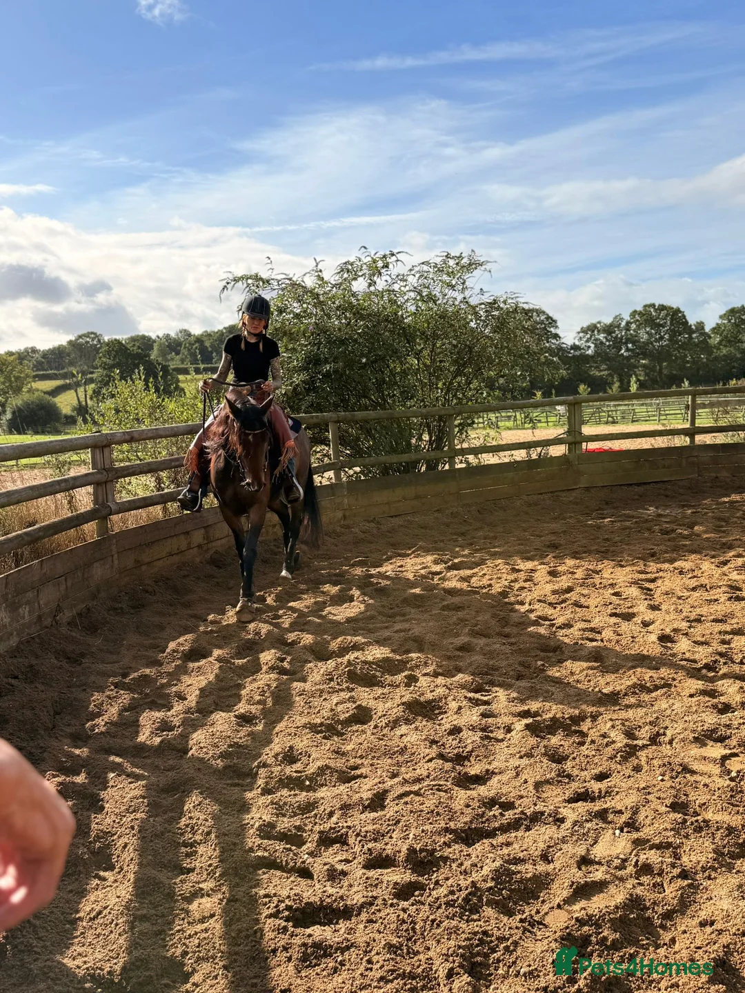 American Standardbred horses for sale: Dallas 14.2hh American Standardbred Gelding 9yo - Advert 2