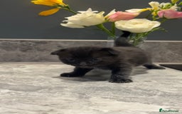 British Shorthair cats for sale: 🐾✨ READY for Their Forever Home ✨🐾 - Image 10