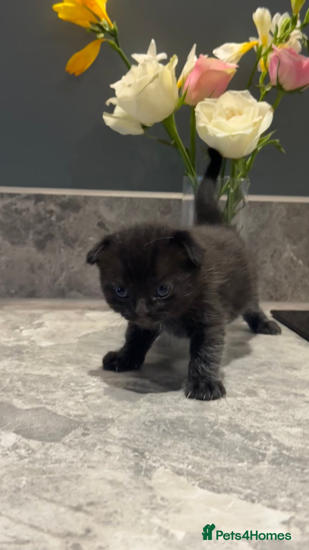 British Shorthair cats for sale: 🐾✨ READY for Their Forever Home ✨🐾 - Image 10