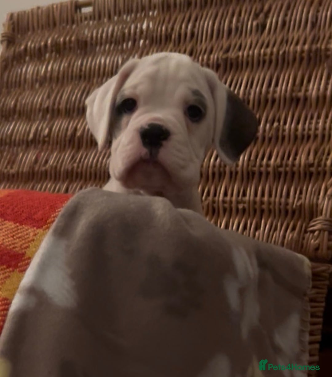 Boxer dogs for sale: adorable boxer puppies  - Advert 6