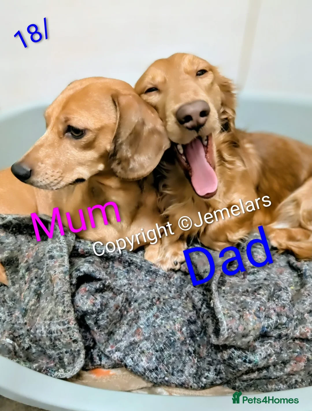 Miniature Dachshund dogs for sale: MINIATURE DACHSHUND ENGLISH CREAM LONG HAIR PUPPY  - Advert 15