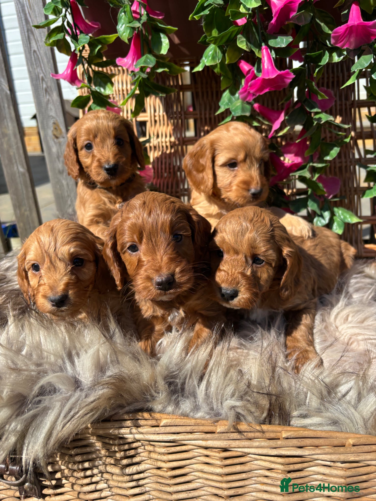Cockapoo dogs *Hereditary clear Cockapoo Puppies 💜🐶* - Advert 16