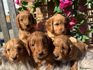 Cockapoo dogs *Hereditary clear Cockapoo Puppies 💜🐶* - Advert 16