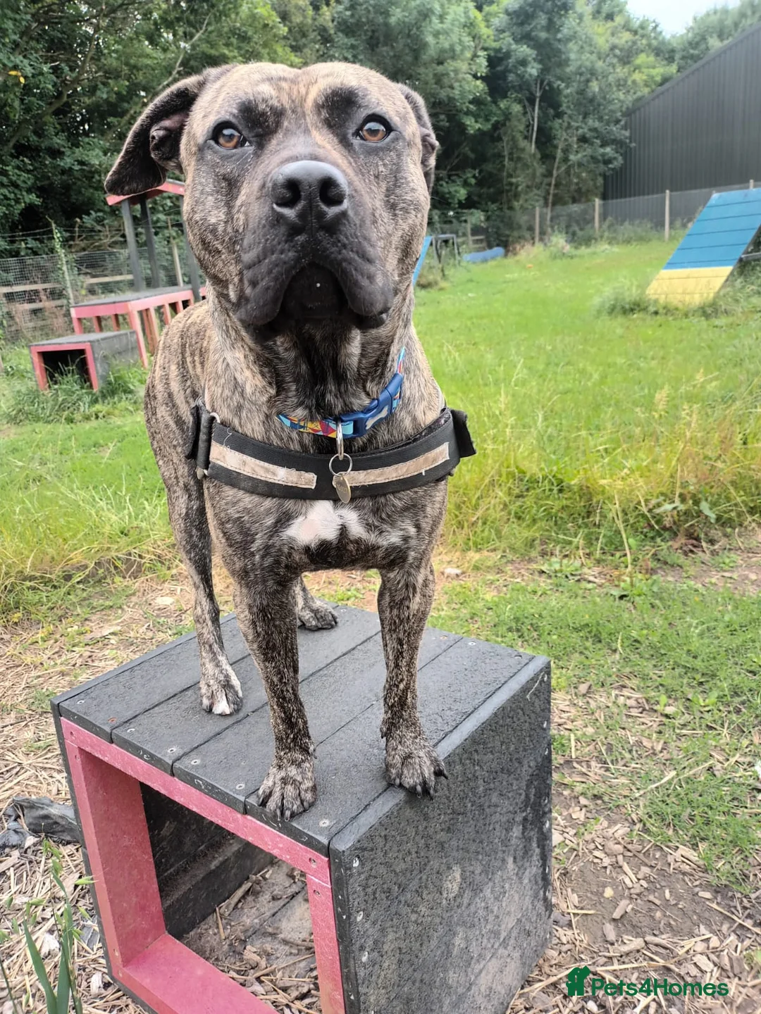 Mixed Breed dogs for adoption: Nile  - Advert 2