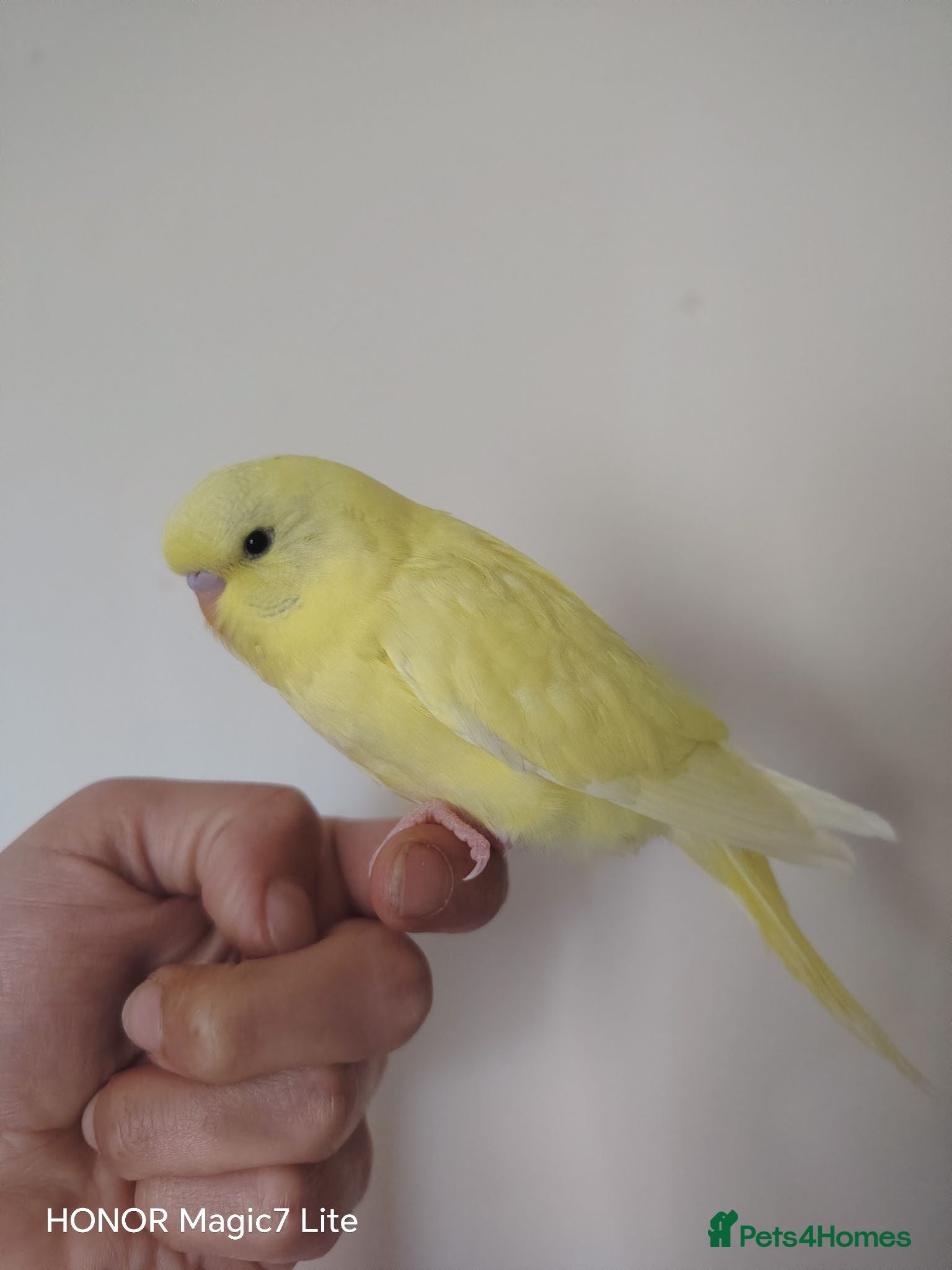 Budgerigars birds Baby budgies for sale  - Advert 7