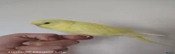 Budgerigars birds for sale: Baby budgies for sale  - Advert 1