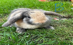 Mini Lop rabbits for sale: Mini Lop Rabbits  - Image 7