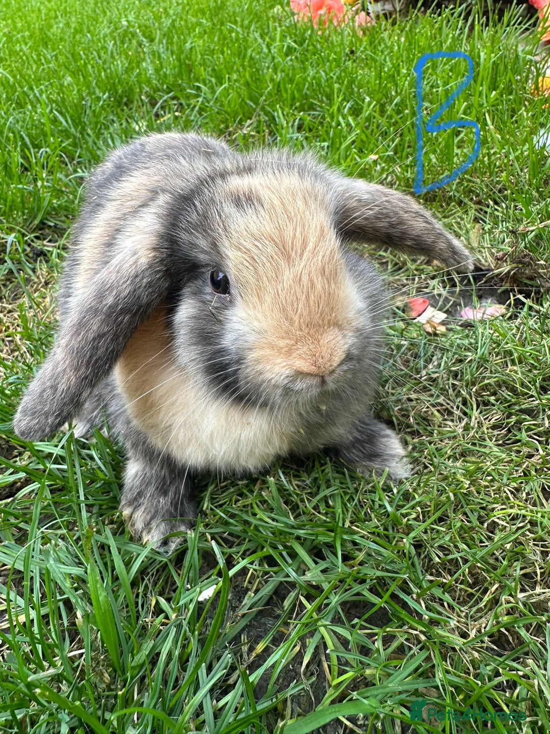 Mini Lop rabbits for sale: Mini Lop Rabbits  - Image 7