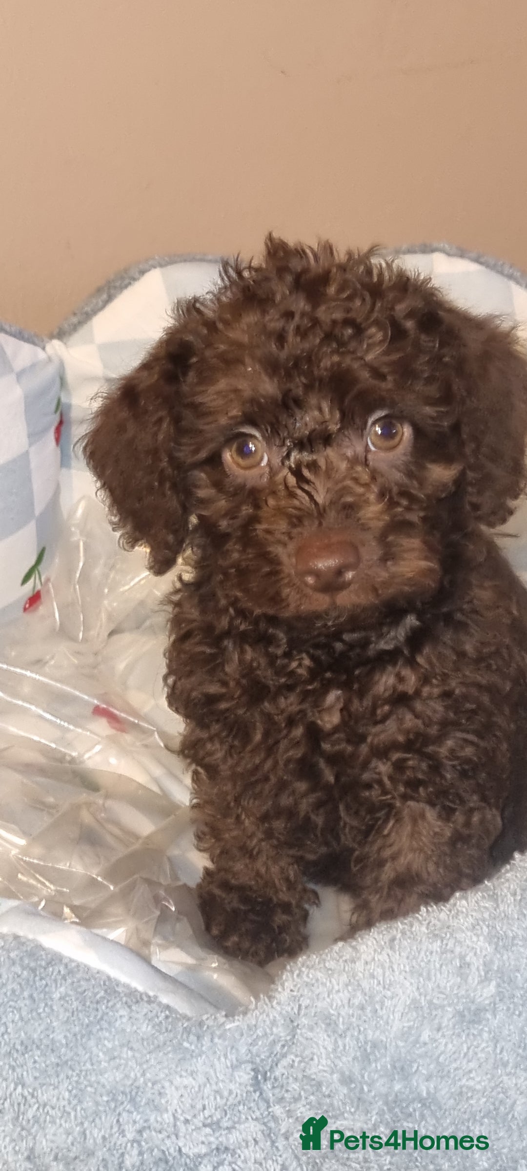 Westiepoo dogs for sale: WESTIEPOOS MAGiCAL X's SUPER SMOOTH SILKY n SOFT - Advert 22