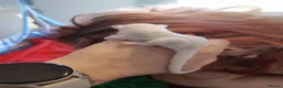 Sugar Glider rodents for sale: Rare mocistuc morph with lineage  - Advert 35