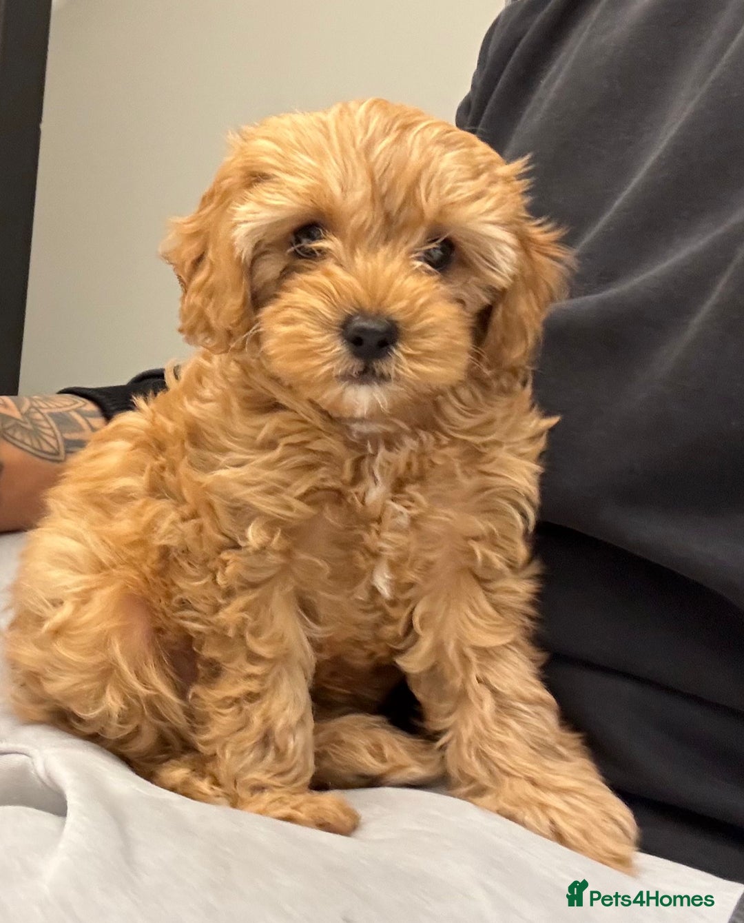 Cavapoo dogs for sale: 🌟 Rare Tiny Toy Cavapoo's F1B 🌟ready next week  - Image 3