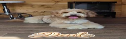 Mixed Breed dogs for sale: 4 Beautiful Cavapoo/Australian Labradoodle Puppies - Advert 11