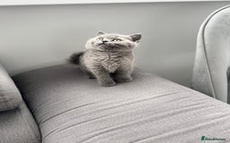 British Shorthair cats for sale: British Shorthair kittens  - Image 12