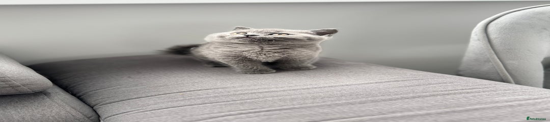 British Shorthair Kitten 6