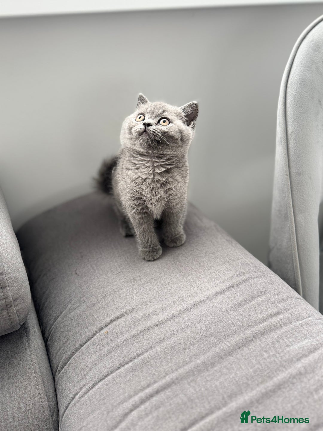 British Shorthair cats for sale: British Shorthair kittens  - Image 12