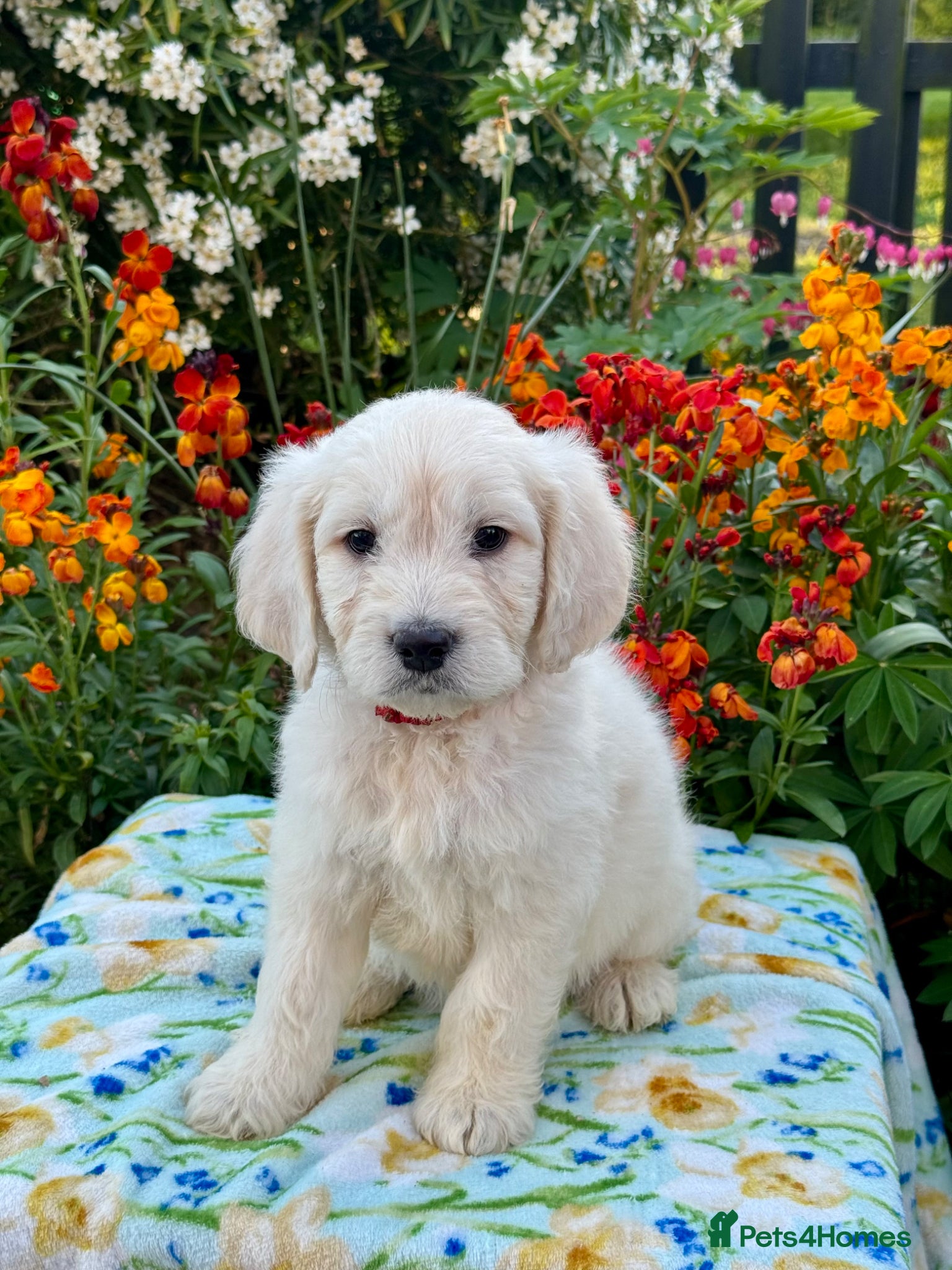 Goldendoodle dogs for sale: 1 boy left teddy bear like mini Goldendoodles  - Advert 7